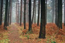 woodland walk.jpg
